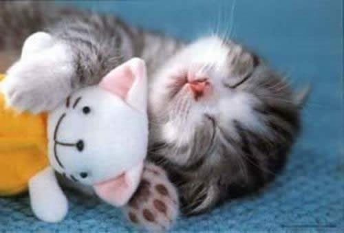 cute cat sleeping 6 raisons de détester les chats