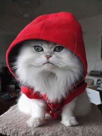 hoodie red cat 6 raisons de détester les chats
