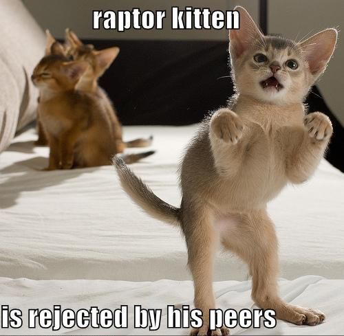raptor kitten 6 raisons de détester les chats