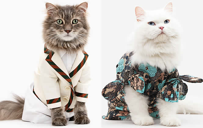 Les mannequins United Bamboo sont des chats United Bamboo chats 3