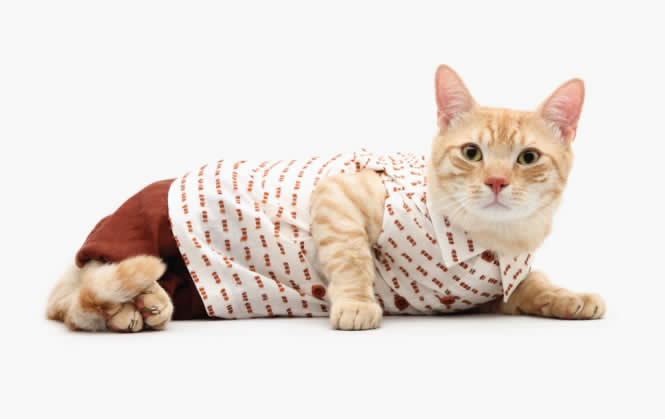 Les mannequins United Bamboo sont des chats United Bamboo chats