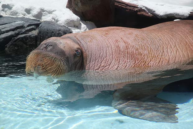 elephantdemer