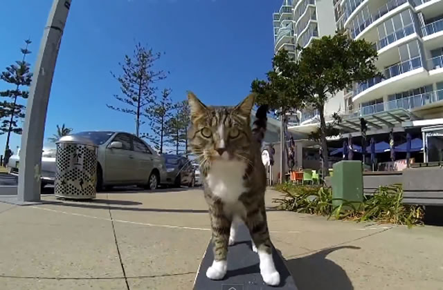 Didga Le Chat Skateur