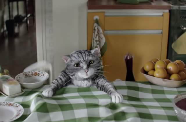 Un Chat Fort Maladroit Est Le Heros De La Pub De Noel 15 De Sainsbury S