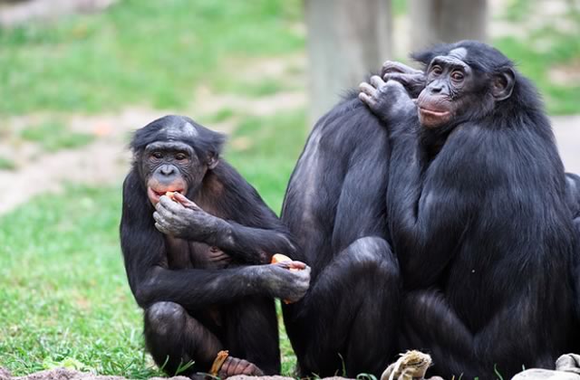 bonobo Anal Sexe Vidéos