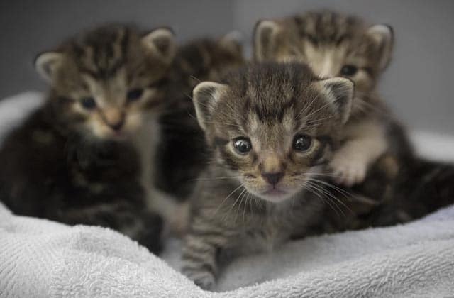 Un Homme Decouvre Des Chatons Sous Son Lit Et Fait Un Thread Sur Twitter