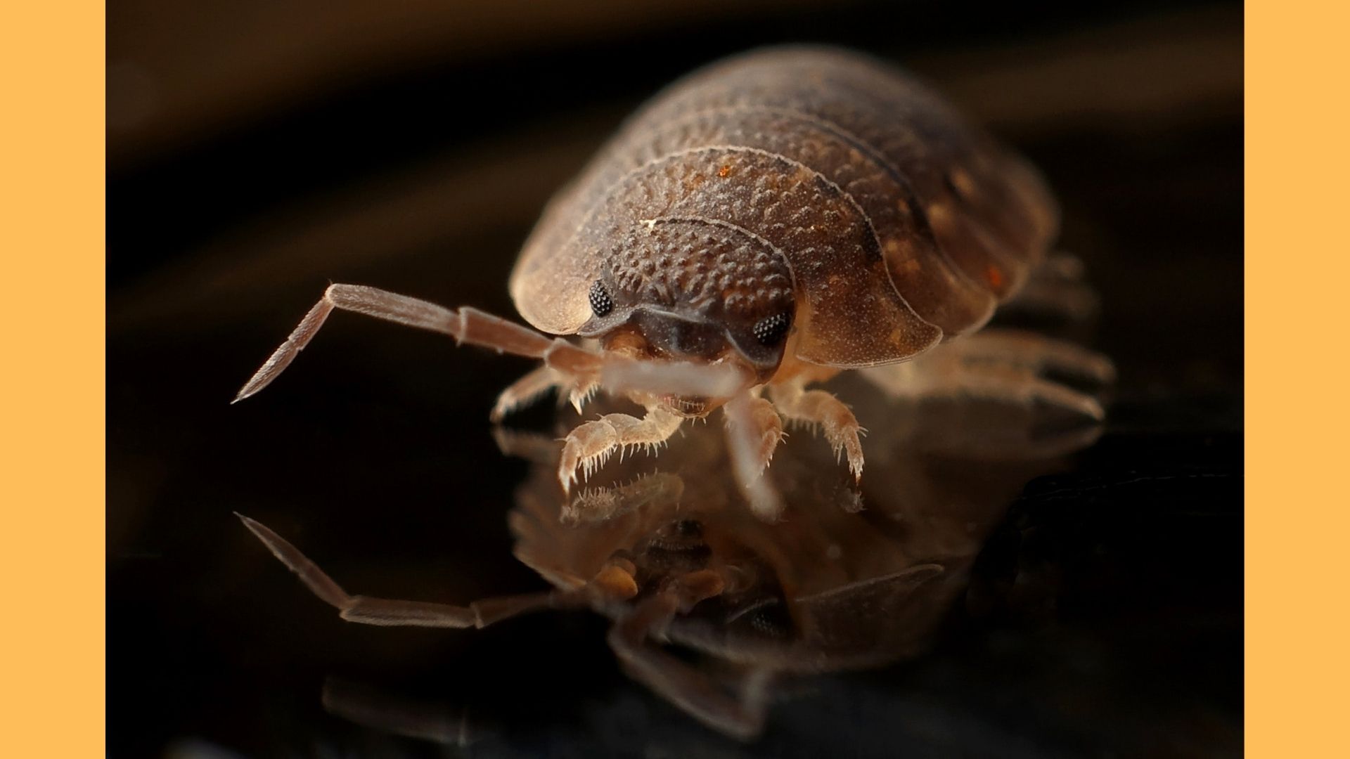 Le calvaire des punaises de lit : comment repérer et se débarrasser de  ces insectes nuisibles ?