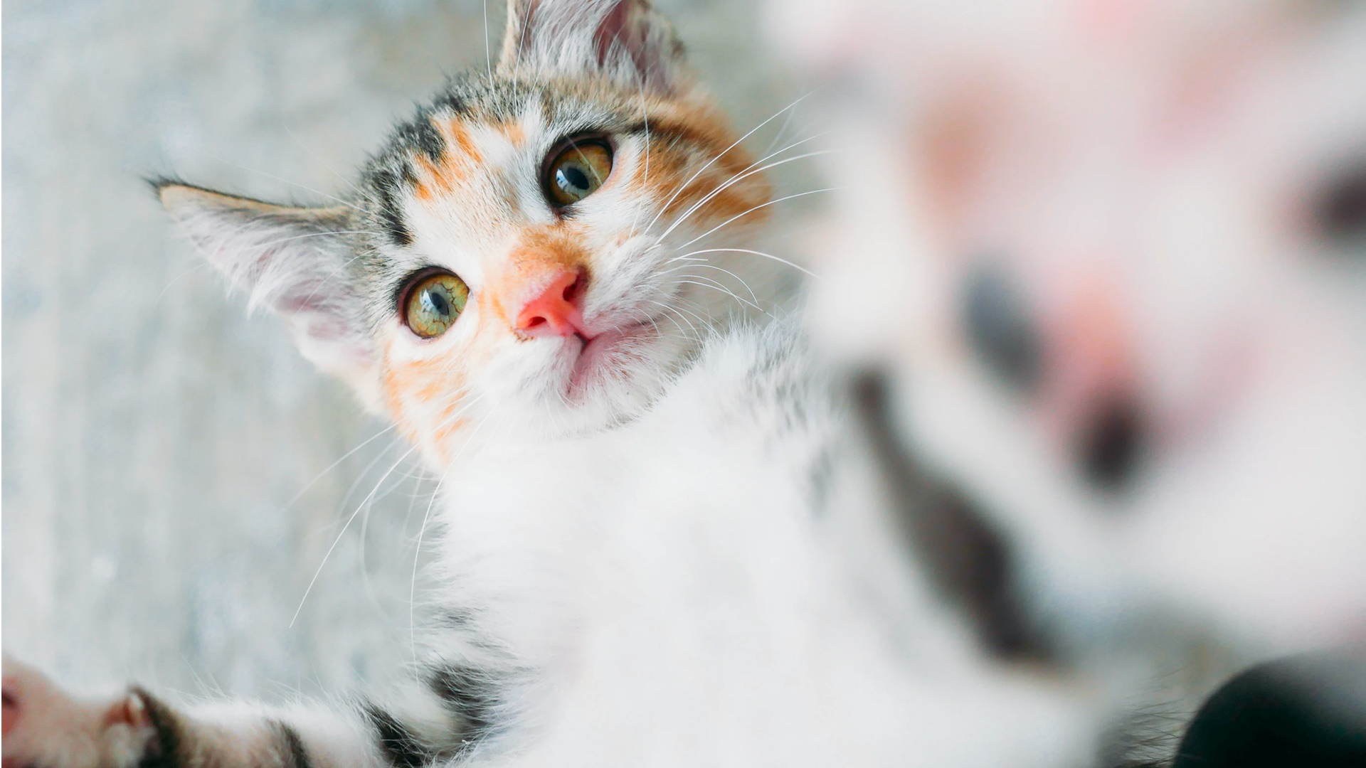 Grâce à cette appli, prendre votre chat en photo veut aussi dire prendre soin de sa santé