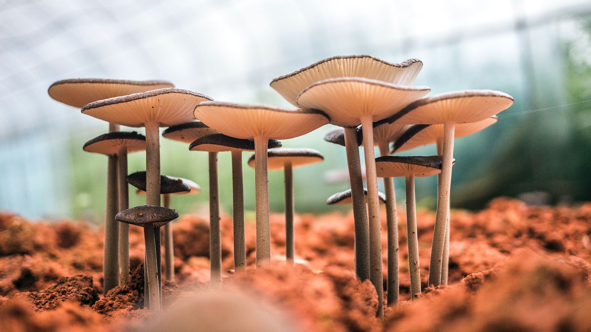 Les champignons sont les nouveaux chouchous de l’industrie cosmétique, et c’est une bonne nouvelle