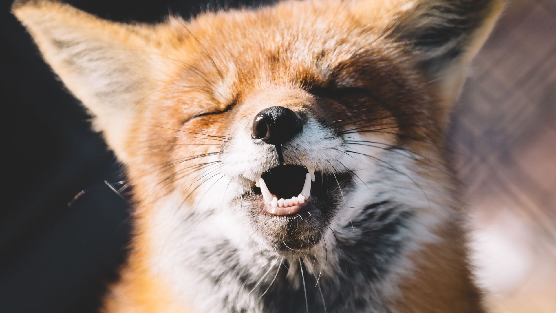 On vient de découvrir que 65 espèces animales rient aussi, et c’est important !