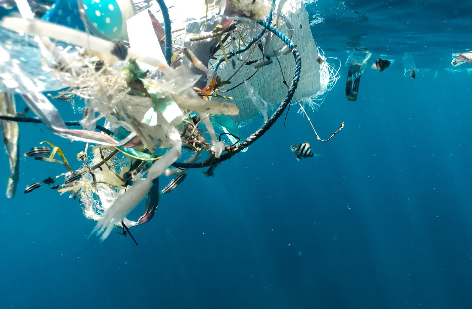COP15 : Et l’océan dans tout ça ?